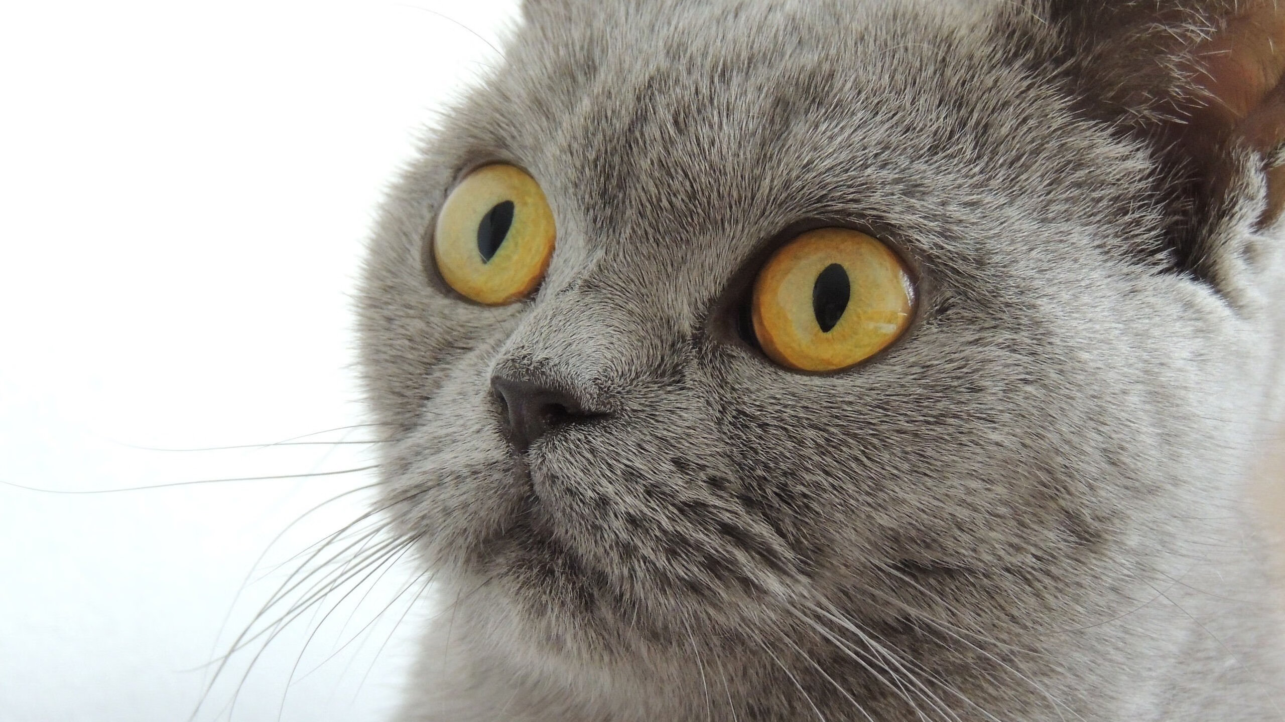 九游体育官网入口-“德甲夺冠集团火拼,胜负悬念究竟归谁?”,德甲连冠 九游体育官网入口-“德甲夺冠集团火拼,胜负悬念究竟归谁?”,德甲连冠