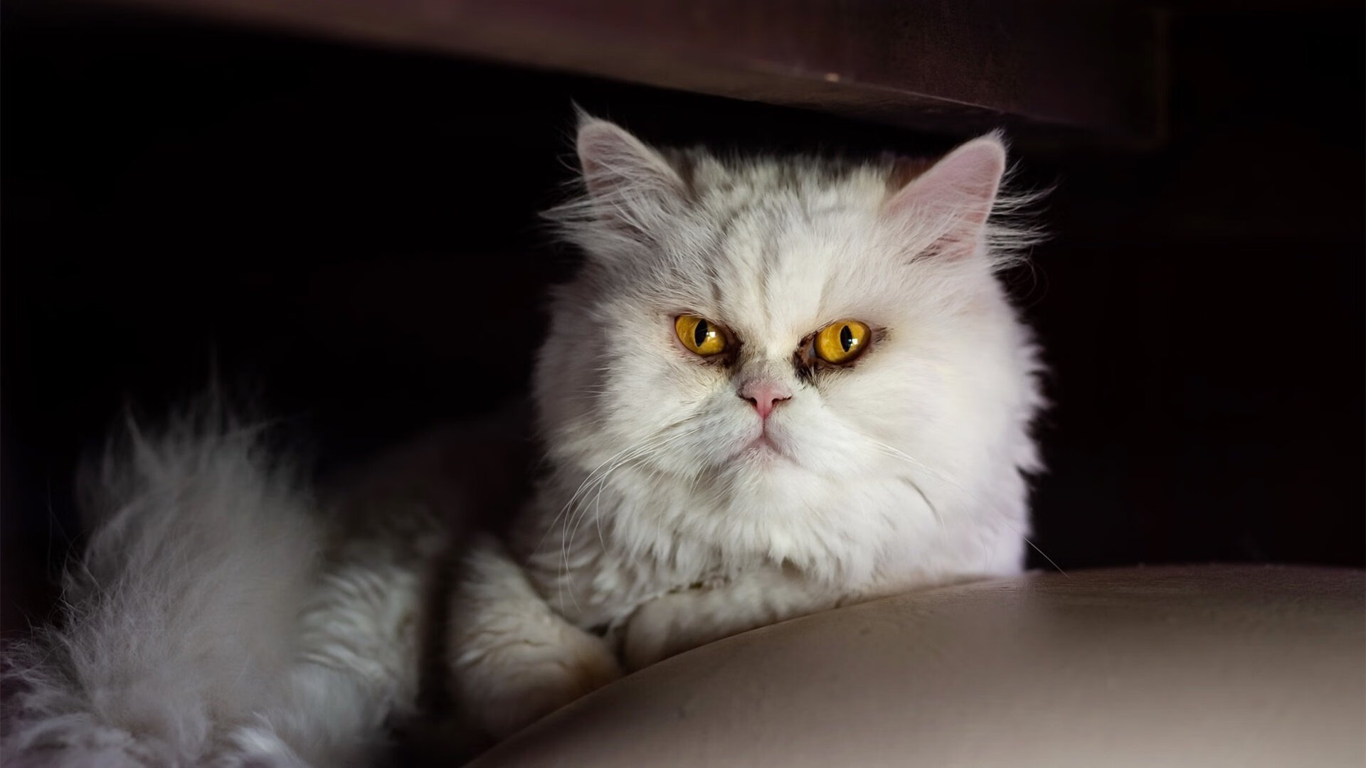 Jiu You-传奇退役：他们的传奇人生以及退役后的转型之路，传奇队员